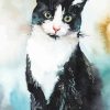 Bicolor Cat Diamond Painting