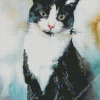 Bicolor Cat Diamond Painting