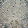 White Peacock Diamond Painting