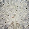 White Peacock Diamond Painting