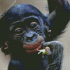 Adorable Bonobo Monkey Diamond Painting