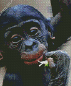 Adorable Bonobo Monkey Diamond Painting