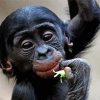 Adorable Bonobo Monkey Diamond Painting