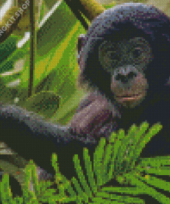 Baby Bonobo Monkey Diamond Painting