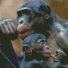 Bonobo Monkeys Diamond Painting