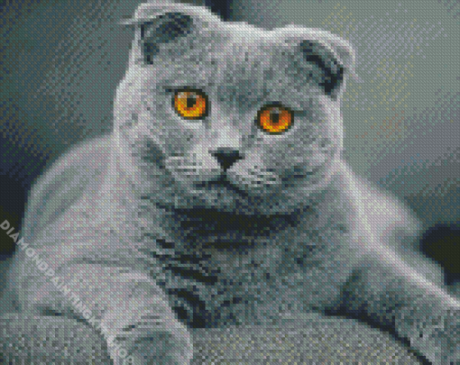 British Fold Ear Cat Diamond Painting
