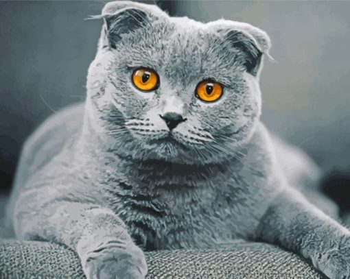 British Fold Ear Cat Diamond Painting