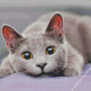 Fluffy Grey Cat Diamond Painting