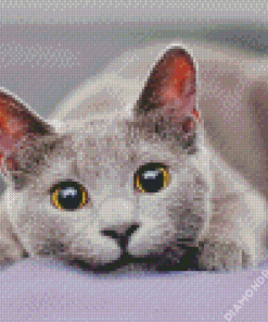 Fluffy Grey Cat Diamond Painting