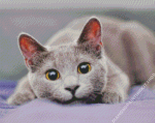 Fluffy Grey Cat Diamond Painting