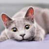 Fluffy Grey Cat Diamond Painting