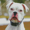 Deaf White Boxer Diamond Painting