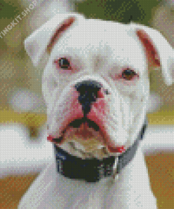 Deaf White Boxer Diamond Painting