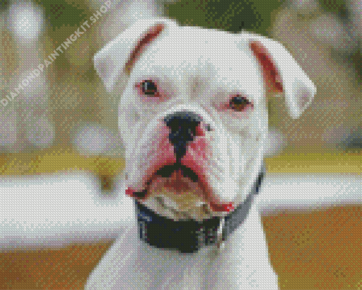 Deaf White Boxer Diamond Painting