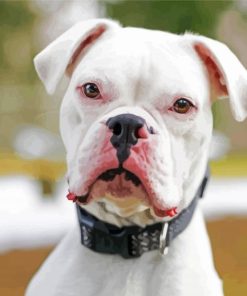 Deaf White Boxer Diamond Painting