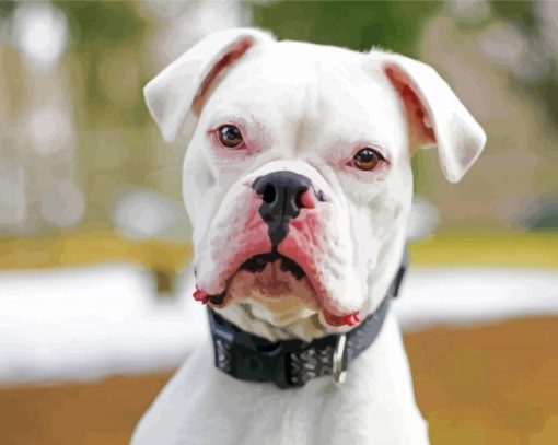 Deaf White Boxer Diamond Painting