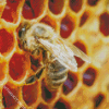 Honeycomb Bee Diamond Painting