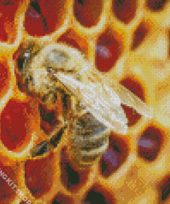 Honeycomb Bee Diamond Painting