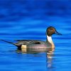 Aesthetic Northern Pintail Diamond Painting