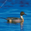 Aesthetic Northern Pintail Diamond Painting