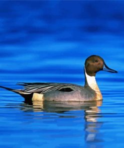 Aesthetic Northern Pintail Diamond Painting