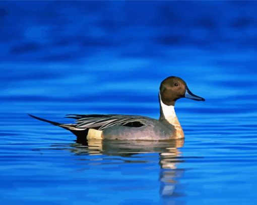 Aesthetic Northern Pintail Diamond Painting