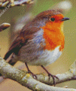 American Robin Diamond Painting