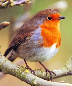 American Robin Diamond Painting