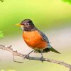 American Robin On Branch Diamond painting