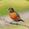 American Robin On Branch Diamond painting