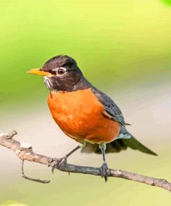 American Robin On Branch Diamond painting