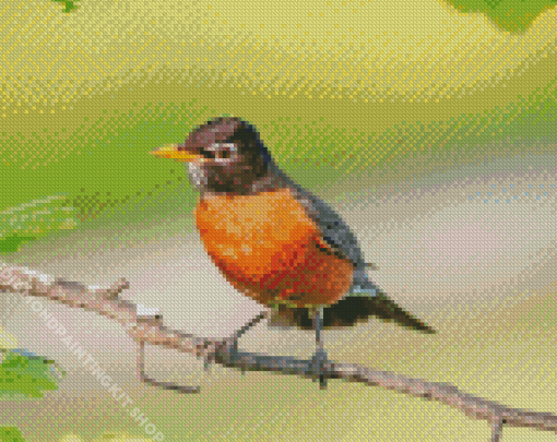 American Robin On Branch Diamond painting