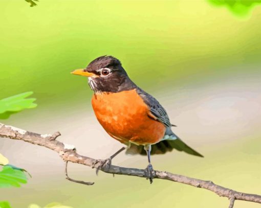 American Robin On Branch Diamond painting