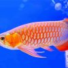 Arowana Fish Underwater Diamond Painting