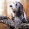 Bearded Collie Dog Diamond Painting