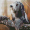 Bearded Collie Dog Diamond Painting