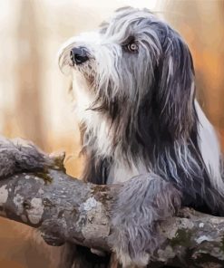 Bearded Collie Dog Diamond Painting