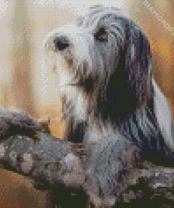 Bearded Collie Dog Diamond Painting