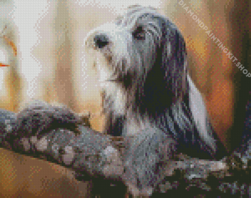 Bearded Collie Dog Diamond Painting