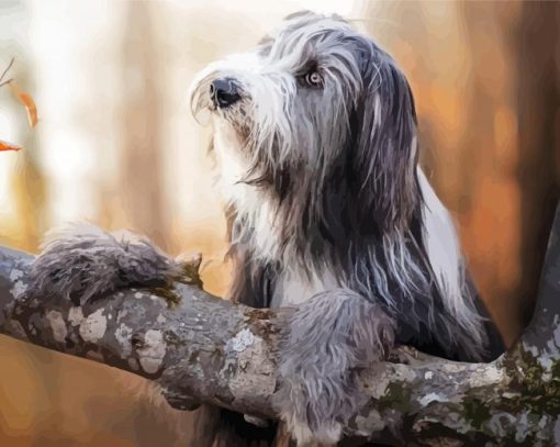 Bearded Collie Dog Diamond Painting