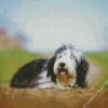 Bearded Collie Dog Animal Diamond Painting