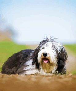 Bearded Collie Dog Animal Diamond Painting