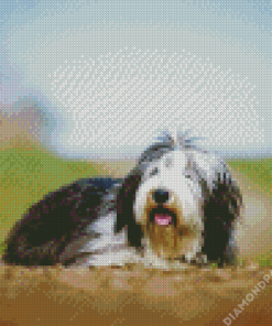 Bearded Collie Dog Animal Diamond Painting