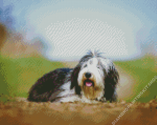 Bearded Collie Dog Animal Diamond Painting