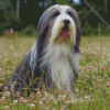 Black And White Bearded Collie Diamond Painting