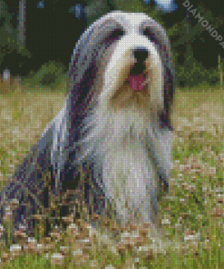 Black And White Bearded Collie Diamond Painting