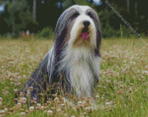 Black And White Bearded Collie Diamond Painting