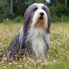 Black And White Bearded Collie Diamond Painting