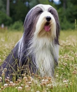 Black And White Bearded Collie Diamond Painting