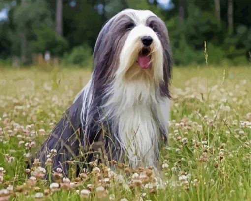 Black And White Bearded Collie Diamond Painting